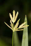 Diffused flatsedge